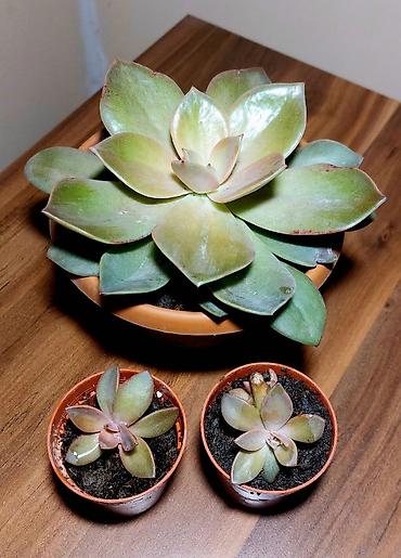 Otaq bitkiləri: Qara plastik qabda olan bu şirəli bitki otağınıza və ya ofisinizə — 9