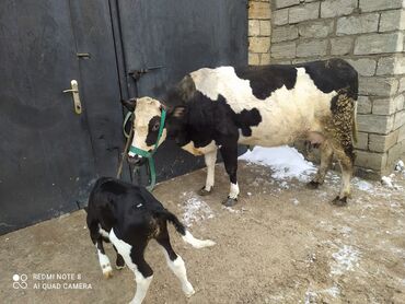 котята в добрые руки баку: Самка, Holsteyn, лет: 1, 1 кг, Для разведения, Для молока, Самовывоз, Платная доставка, Доставка в районы