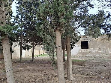 Torpaq sahələrinin satışı: 25 sot, Kupça (Çıxarış) — 19