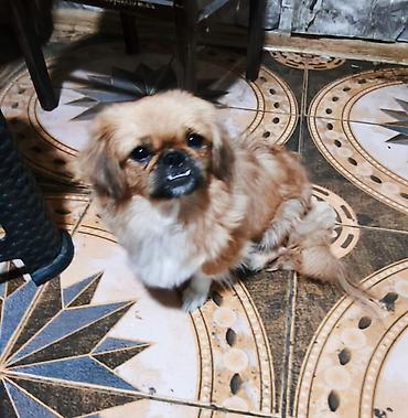 heyvan evi: Pekines, 1 il, Dişi, Peyvəndli, Ödənişli çatdırılma — 2