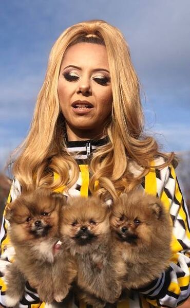 Psi: Pomeranac / Pomeranian / Boo štenci Ako ste odgovorna osoba i imate — 1