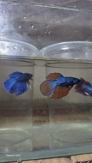beluga balığı: Betta (Petuşok balığı), Sülhsevər, Ödənişli çatdırılma — 2