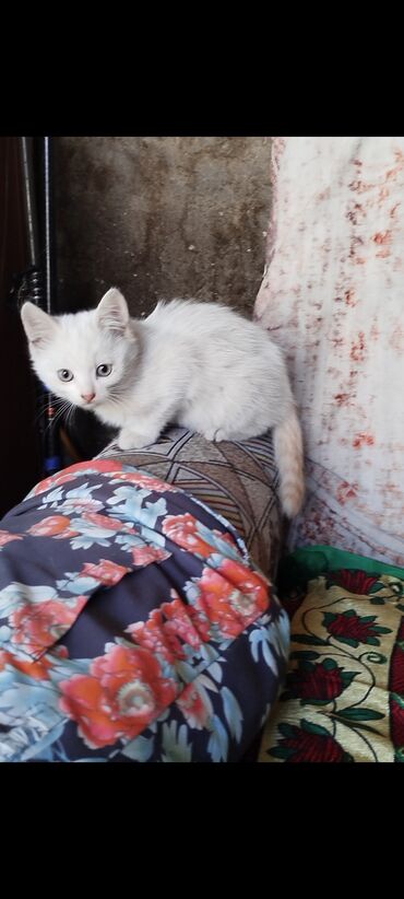 переноска для кота: 2 месяца, Мальчик, Белый, Проглистована