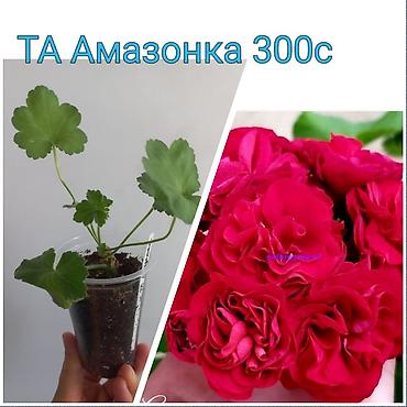 цветы уличный: Комнатные цветы в стаканчиках: 1) Глоксиния (Sinningia speciosa) с — 8