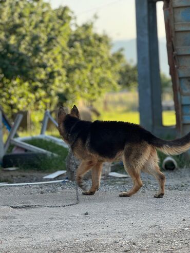 setter it cinsinin digər adı: Собаки