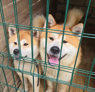 akati inu: Akita-inu, 1 il, Dişi, Sənədli, Ünvandan götürmə