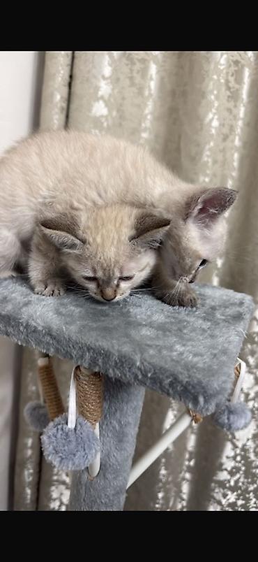 Отдам даром кошку: Котята сиамской породы мальчик и девочка. 2.5 месяца. К лотку — 1