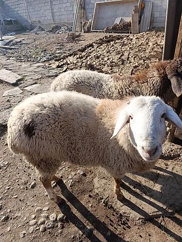 Баран, овца: Продаю | Овца (самка) | Полукровка | Для разведения — 3
