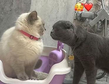 Pişiklər: Britan — 3