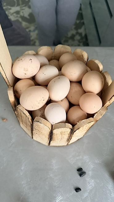 toyuq məhsulları: Məhsul: Təbii toyuq yumurtası 35 qəpik.həftəlik 100 ədəd olur istəyən — 1