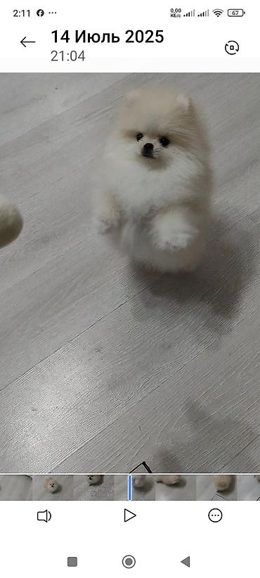 Продажа собак: Шпиц, 3 месяца, Самец, С родословной — 6