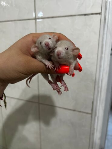 heyvanlar: Крысы. Крысята. Продаются декоративные крыски дамбо и стандарт. 25