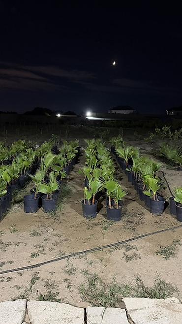 xurma palması: Traxikarpus (Trachycarpus fortunei) xurma palmaları – qara plastik — 1