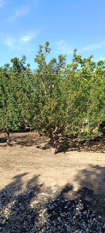 Torpaq sahələrinin satışı: 8 sot, Tikinti, Mülkiyyətçi, Kupça (Çıxarış) -da lalafo.az — 11 Torpaq sahələrinin satışı: 8 sot, Tikinti, Mülkiyyətçi, Kupça (Çıxarış) — 11