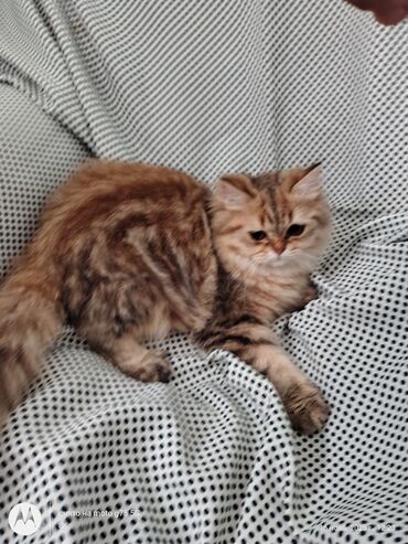 Pişiklər: Britan, Erkək, Yaxşı əllərə, Ünvandan götürmə — 2