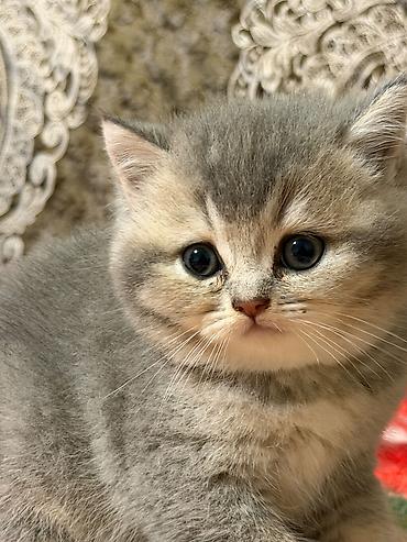 britanski pişik: Shinshila bağları 45 gunlukdur qum terbiyeleri var real alicilar — 5