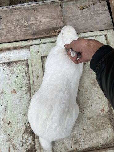 Dovşanlar: Qiymet 5 manatdan 27 manata kimi dir 5 manata balalar 10 manata erkey — 1