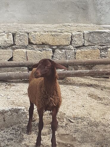 Qoyunlar, qoçlar: Erkey qoyun 4 ayliqdi