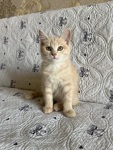 Продажа кошек: 2 месяца, Мальчик — 2