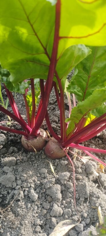 Другие продукты питания: Свёкла Кызылча
