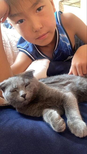 кошки шатланские: Шотландский вислоухий кот, окрас голубой (серый). Короткая плотная