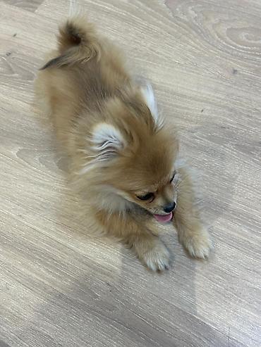 İtlər: Şpitz — 10