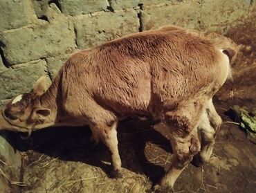 кальций для животных: Продаю месячную телечку порода ала тауская