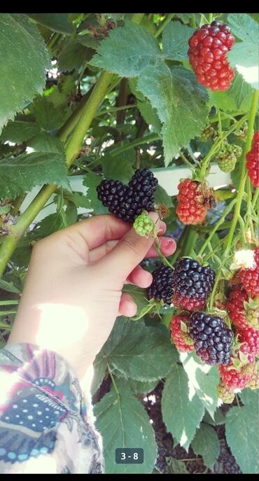 Фрукты и ягоды: Саженцы Ежемалины!!! " Сорт ТорнФри " Без шипов и колючек .Этот сорт — 12