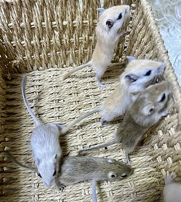 Хомяки: Продаются хомячки джунгарские, сирийские, ангорские пушистые хомячки — 23