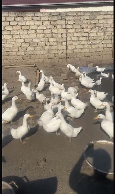 Ördəklər: Salam kim isdəsə yazsın 2 ay yarmlığ pekin 12 manatdan təcli satlır — 1