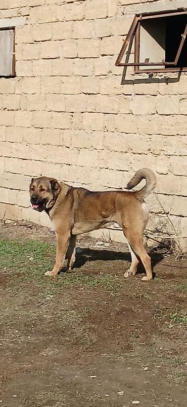 İtlər: Qurdbasar, 1 il, Erkek, Peyvəndli -da lalafo.az — 18 İtlər: Qurdbasar, 1 il, Erkek, Peyvəndli — 18