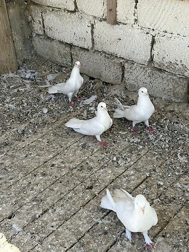 heyvanlar quşlar: Tam saqlam heyvanlar 2 cutu 100 manat 
Wp +994 77 472 00 19 — 6