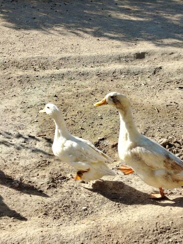 Digər quşlar: Sadəcə ağlar ördəkkər satılır 6 aylıqdır — 5