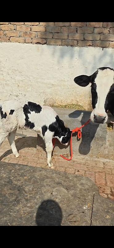 Inəklər, öküzlər: Holşteyn (qara-ağ) inək – buzovla birlikdə - Cins: Holşteyn, qara-ağ -da lalafo.az — 8 Inəklər, öküzlər: Holşteyn (qara-ağ) inək – buzovla birlikdə - Cins: Holşteyn, qara-ağ — 8