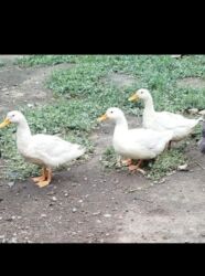 pişik satisi 2019: Kuban ordəkleri 7 ayliq yumurtlayirlar. Topdan satis qiyməti 12 azn