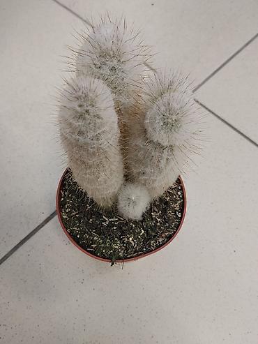 pepco luster: Kaktus “Stariček” (Cephalocereus senilis) u saksiji - Dekorativni — 1