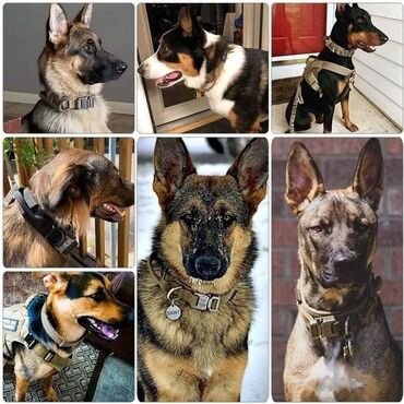 Oprema za kućne ljubimce: Ogrlice za pse - 2200 din Najjaca ogrlica na trzistu Metalna kopča — 8