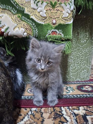 котята серые: Котята от домашней кошки. - Помёт: несколько котят разной окраски — — 1