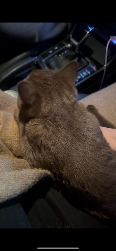 продажа домашних животных: Мышык бекер берилет: Британ кыска жүндүү, 3 айлык, Эркек, Лотокко барууга үйрөтүлгөн