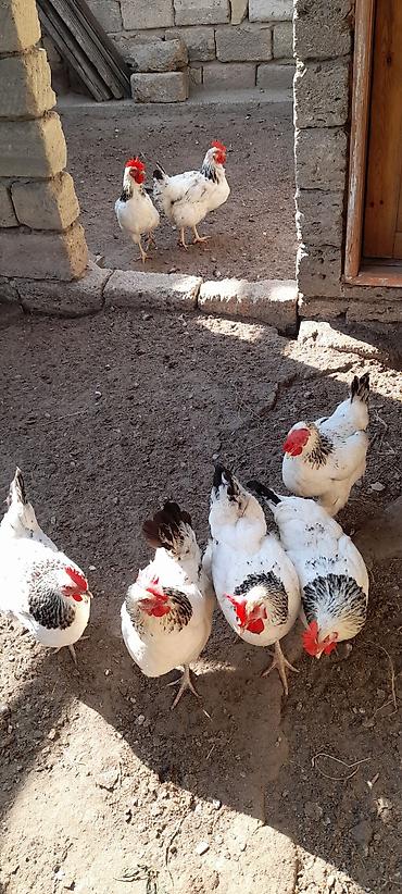 rahibe toyuqlari: Toyuq, Yumurtalıq, Ünvandan götürmə — 2
