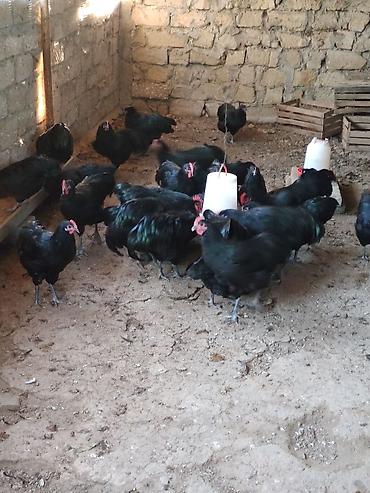 Toyuqlar: Toyuq, Australorp, Yumurtalıq — 7