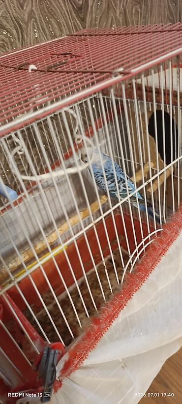 попугай ара цена: Papuqay satılır dir ədətdi tayı uçub tək qalıb yaxşı quşdu qəfəs+yuva — 1
