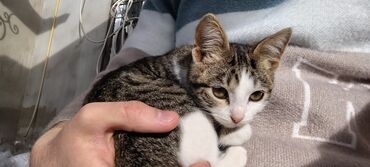 Pişiklər: Tabbi, Dişi, Yaxşı əllərə, Pulsuz çatdırılma — 21