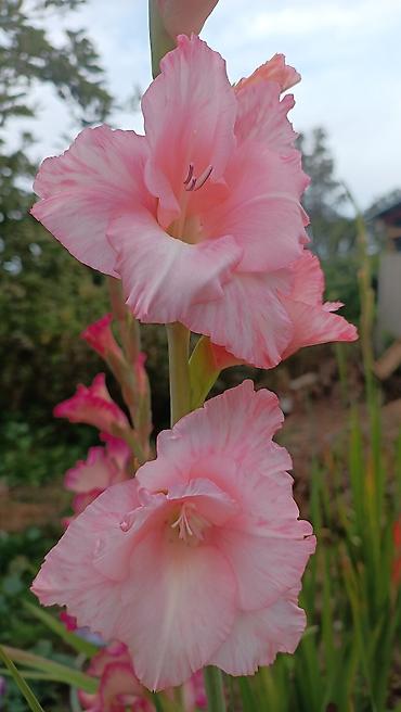 Другие садовые цветы и кустарники: Гладиолусы — срезочные и садовые сорта, показанные на фото: - — 3