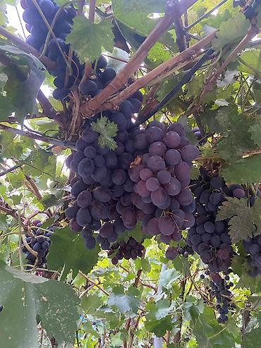 Виноград: Продаю Саженцы Винограда, есть разные сорта: Юлиан, Ризомат, кишмиш — 7