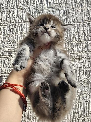 Продажа кошек: Предлагаются котята мейн-куна,в шикарном типе🧿🧿🧿🧿🧿 Котята рождены от — 3