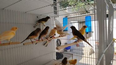 Bülbüllər: Portagal rəngdə hazir cüt gözəl oxuyan bülbüllər var — 7