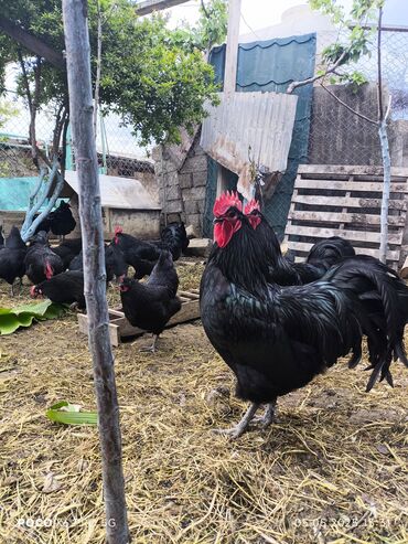 turac satilir: Avtralop avstrolop avstralorp yumurtası satılır 2 azn