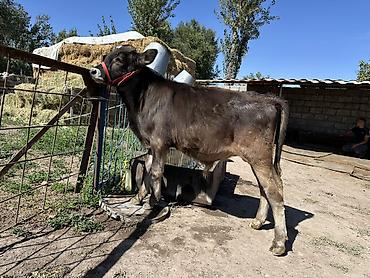 шпиц собака цена бишкек: Продаю | Бык (самец) | Швицкая | Для разведения | Искусственник — 2