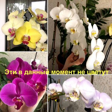 белая орхидея цена: Орхидеи. Продаю домашнюю коллекцию . Адаптированные домашнее